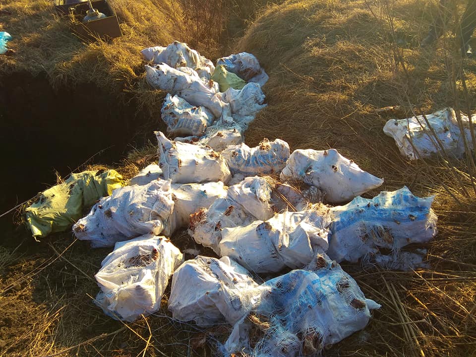 300 свинних голів: на Жовківщині знову знайшли рештки тварин
