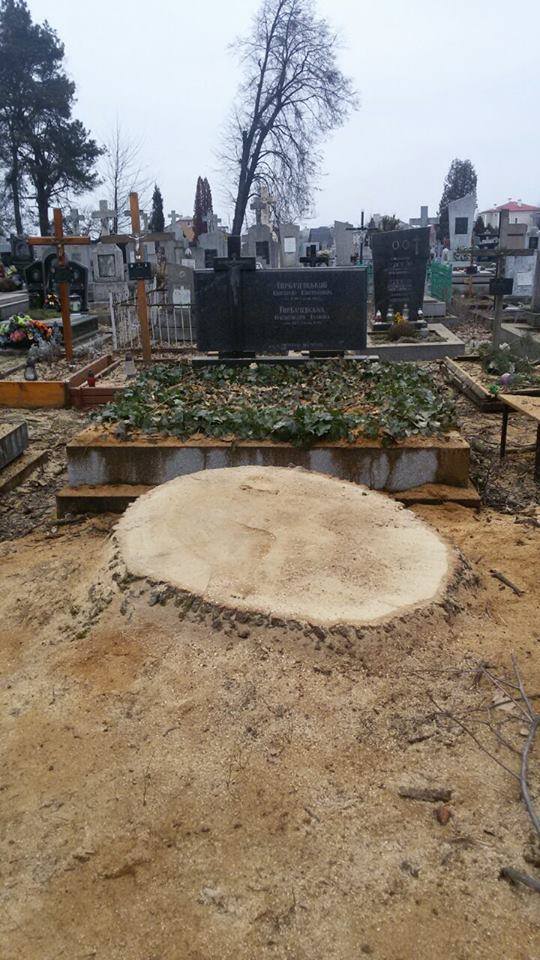 На цвинтарі у Жовкві зрізали дерева