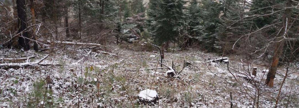 Прокуратура повідомила про підозру ліснику на Старосамбірщині