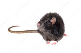 У бутіку з одягом у центрі Львова покупців налякав щур