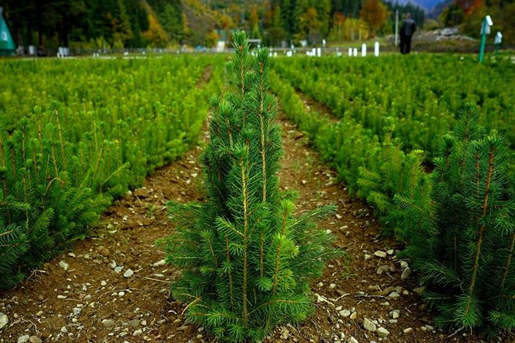 На Львівщині відтворять майже 2 тисячі гектарів лісів