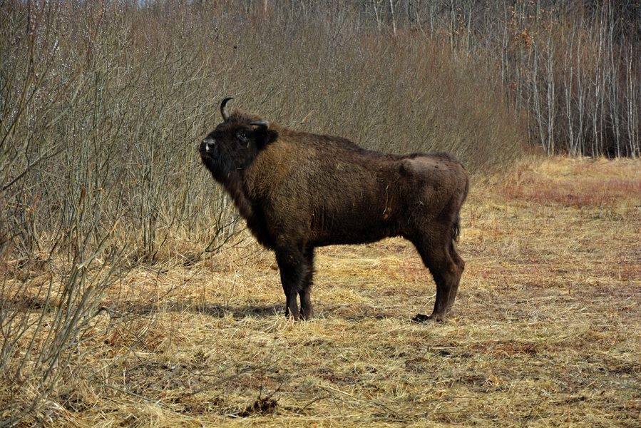 На Бродівщині створять новий туристичний веломаршрут із зубрами