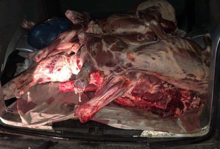 У Львові виявили вкрадене авто зі зігнилими м’ясними тушами