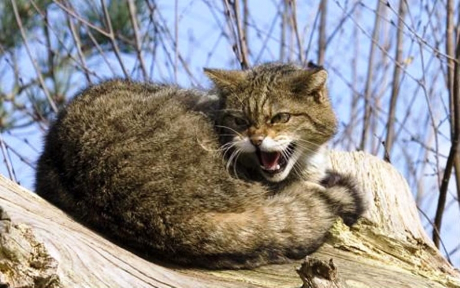 На Старосамбірщині скажений кіт покусав господиню