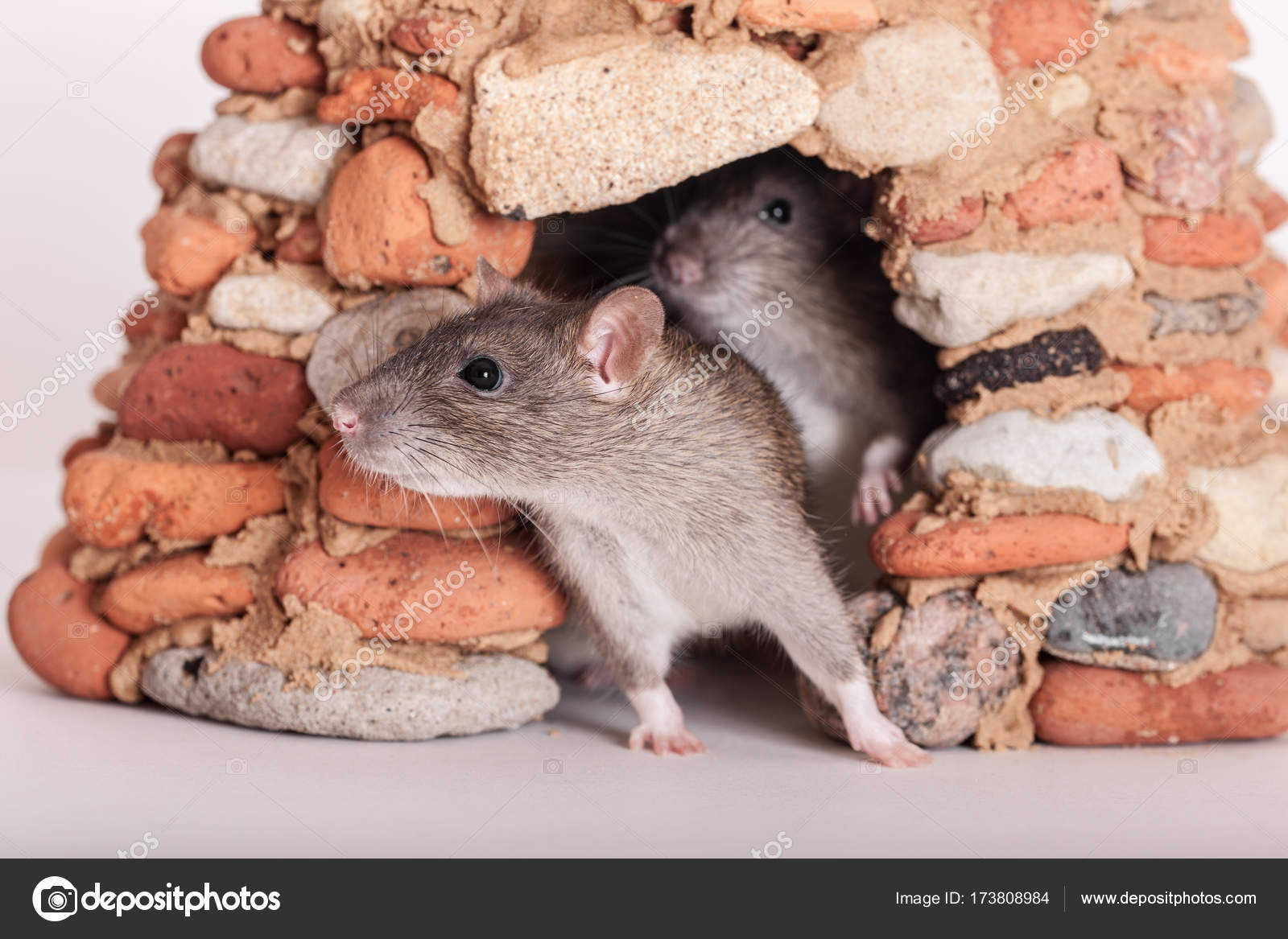 «Будинок перетворили у дешеву їдальню»: львів’яни скаржаться на щурів у домі