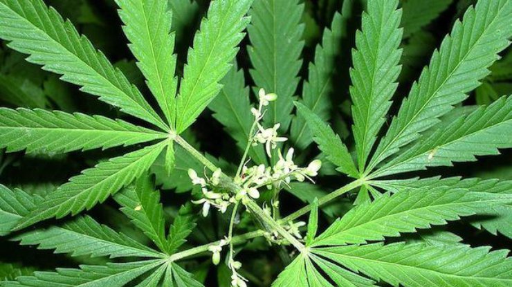 На Самбірщині чоловік вирощував коноплі. Його судитимуть