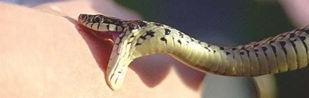 На Перемишлянщині чоловік потрапив в кому через укус змії