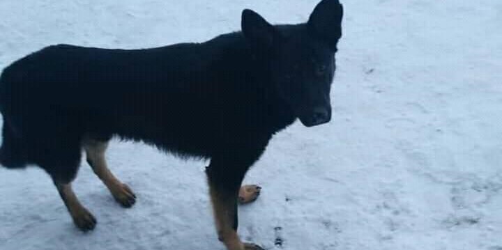 “Вдарили по голові лопатою, запхали у мішок і кинули в річку”: У Городоцькій школі на очах у дітей вбили собаку