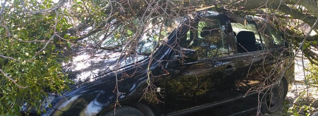 На Яворівщині дерево впало на проїжджаючу автівку