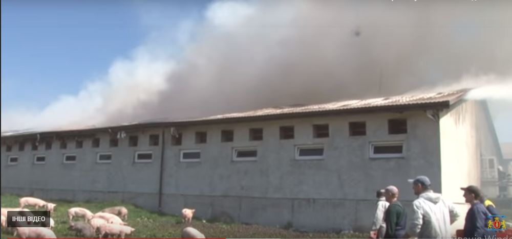 На Жидачівщині горіла свиноферма: загинуло 500 тварин (ВІДЕО)