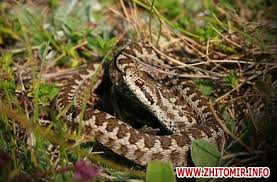 Жінку з Турківського району у ногу вкусила гадюка