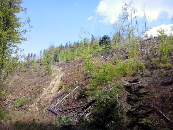 На Львівщині продовжують “вбивати” довкілля (відео)