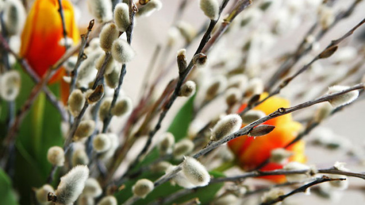 Сьогодні християни святкують Вербну неділю