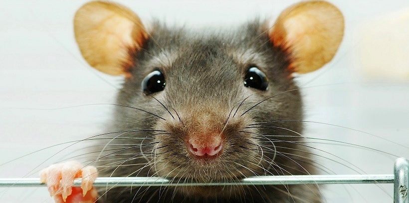 На Золочівщині чоловік заразився лептоспірозом від гризунів