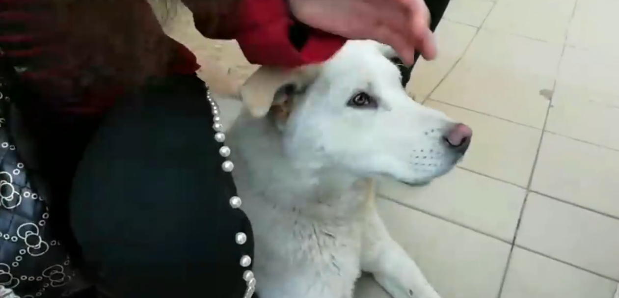 «Собака живий! Але діти досі не можуть оговтатись від шоку”, – батько учня Городоцької школи (ВІДЕО)