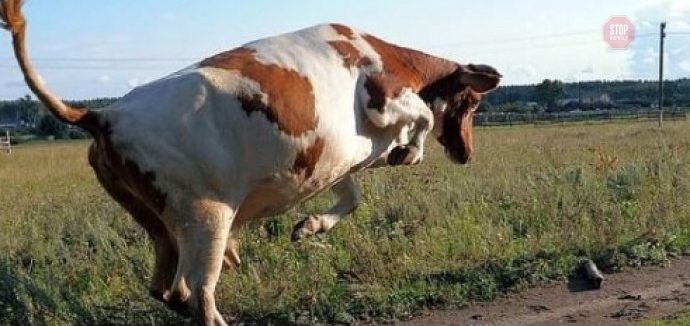 На Городоччині корова вбила жінку
