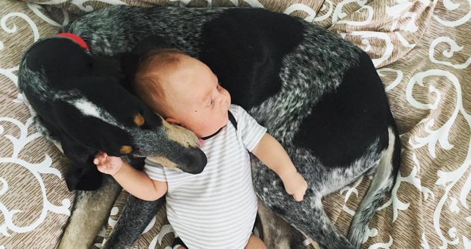 «Спеціально вистрілив і поїхав додому»: на Перемишлянщині  браконьєр розстріляв породистого собаку