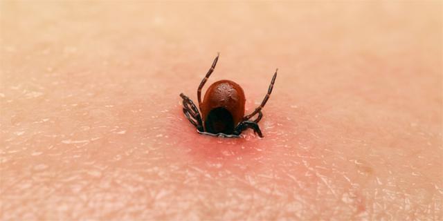 Львів’ян застерігають про небезпеку укусу кліща