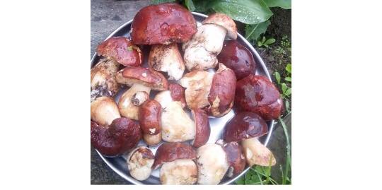 На Старосамбірщині виросли перші гриби