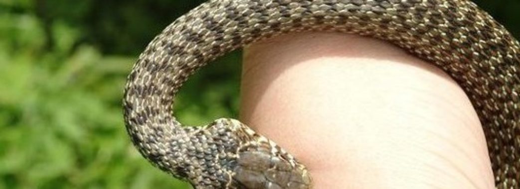 На Стрийщині чоловік потрапив у реанімацію через укус змії