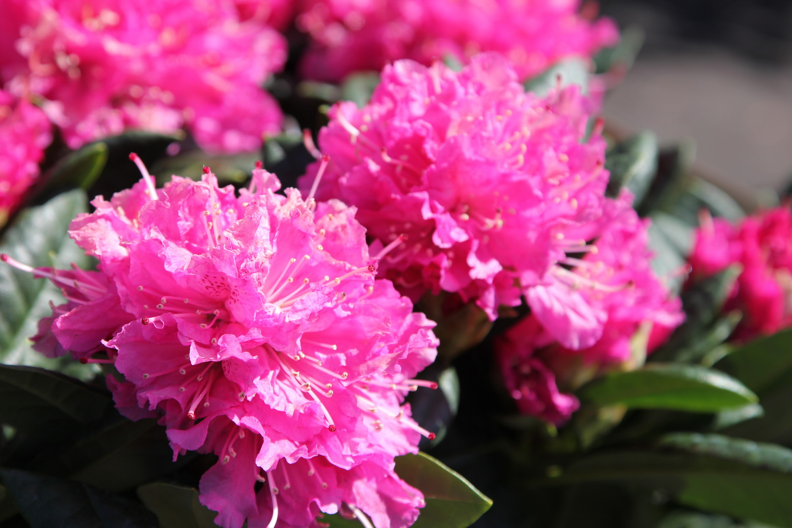 Львів’ян запрошують на День відкритих дверей у Ботанічний сад