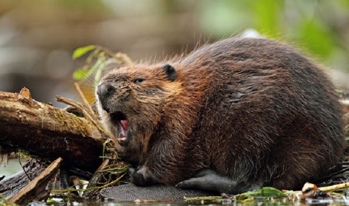 У Радехові 14-річну дівчинку покусав бобер