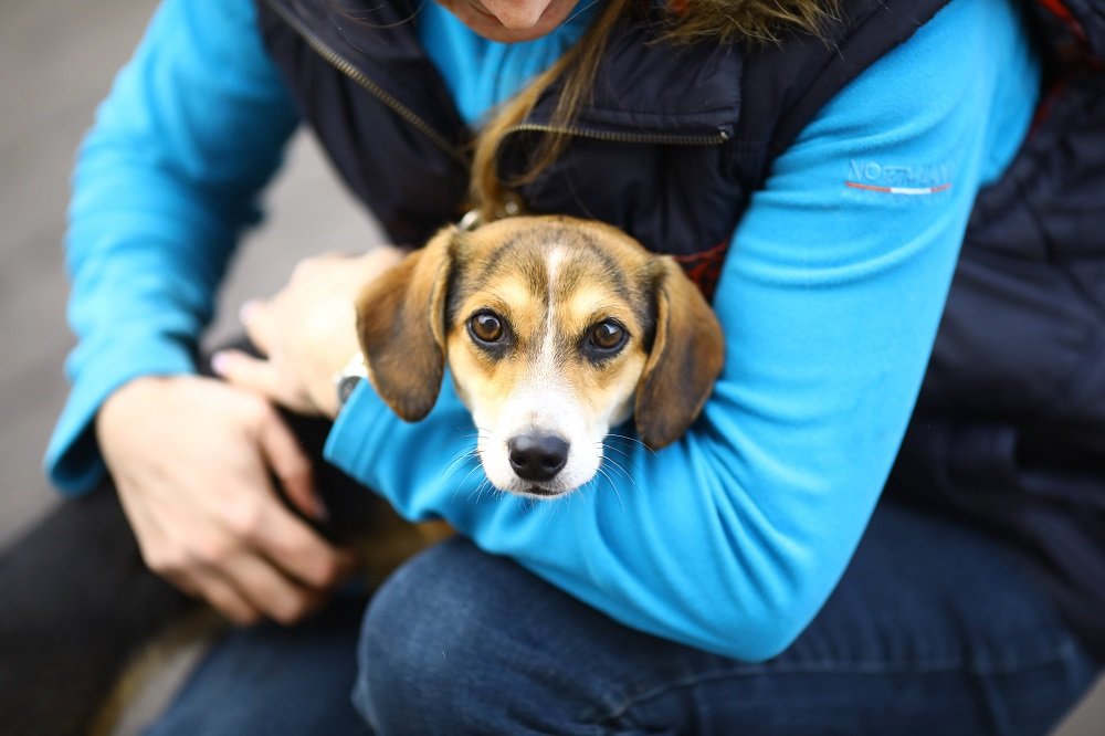 У Львові з’явиться Асоціація ветеринарів