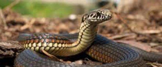 В українських лікарнях досі нема протизміїної сироватки: закуповують не ту, що треба