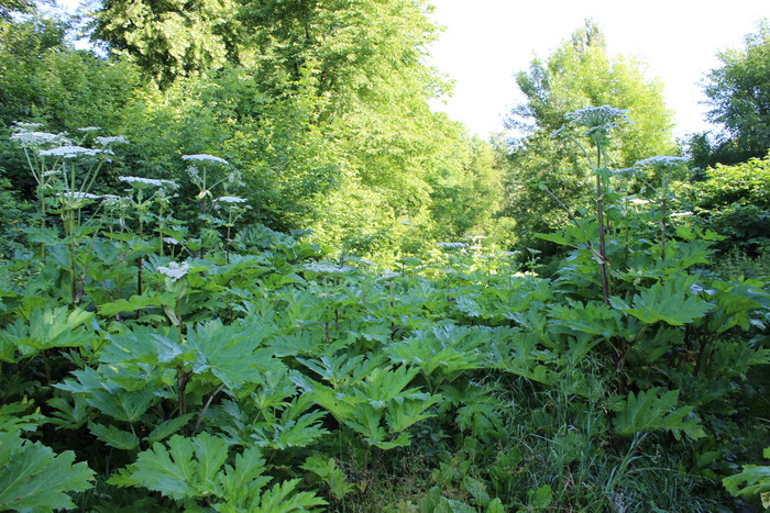 Жителів Львівщини попереджають про борщівник