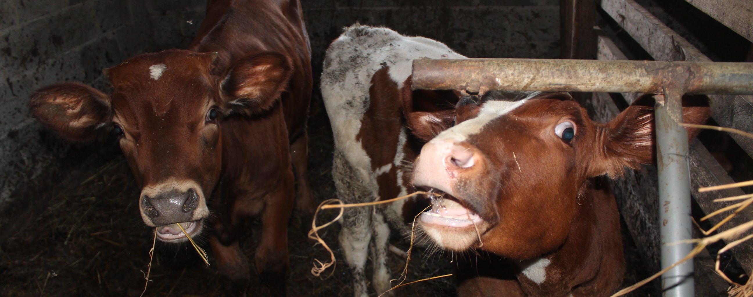 Літр молока з доставкою коштує 18 гривень