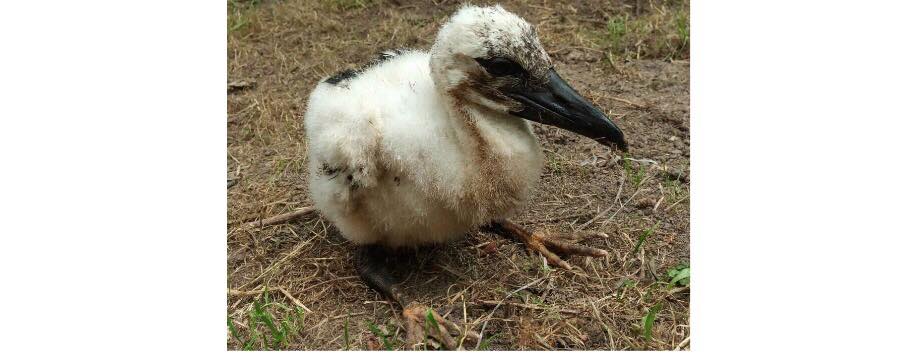 «Лежав, поплакував на дорозі»: самбірчанка вдома доглядає за лелекою