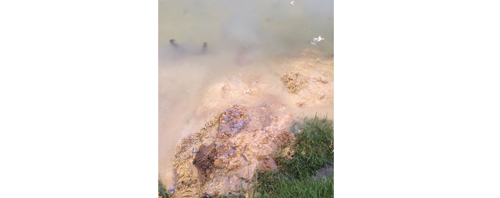 На Яворівщині в озеро скидають рештки свинячої їжі (Відео)