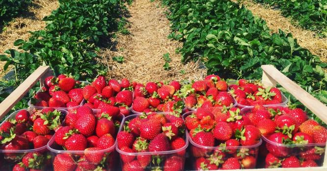 «За два тижні я заробляю 14 тисяч гривень» – яворівчанка про роботу в Польщі