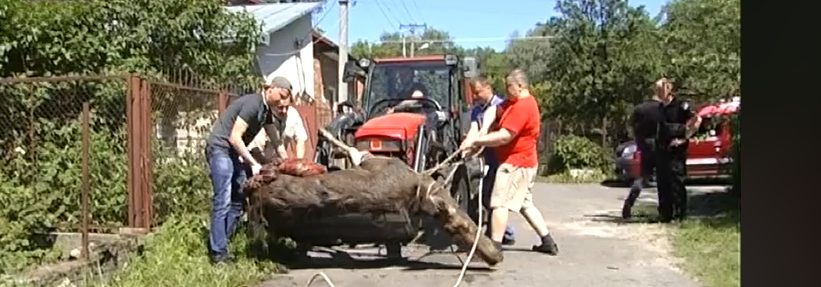 До львів’ян на подвір’я забіг поранений лось