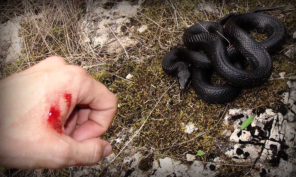 На Турківщині від гадюк потерпіли двоє односельців: жінку лікарі виводили з важкого стану