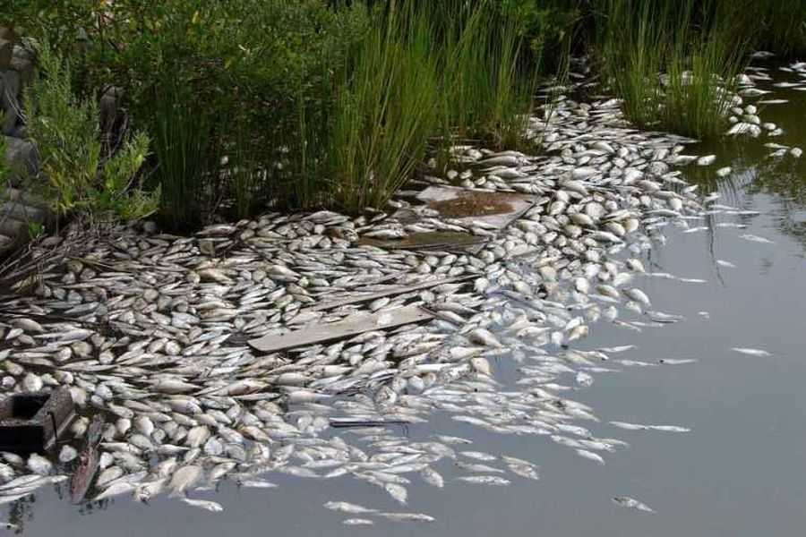 У масовій загибелі риби на Миколаївщині підозрюють браконьєрів