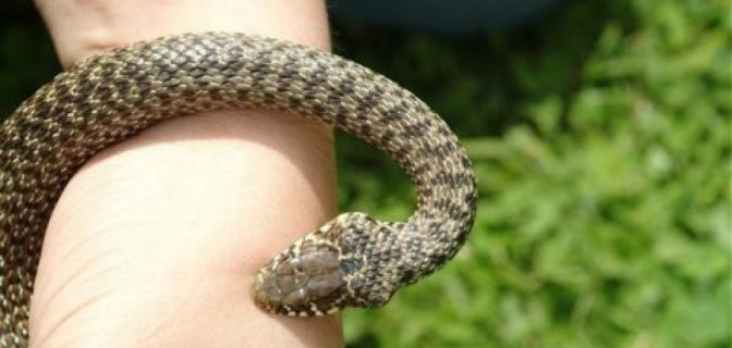 Як вберегтися від змій: поради рятувальників
