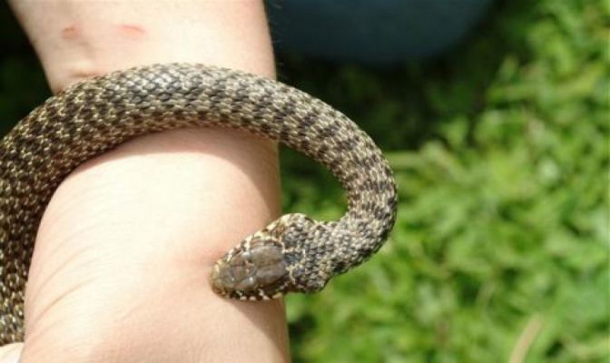 «Батьки шукали порятунку по бабках»: 9-річну дівчинку на Турківщині вкусила змія
