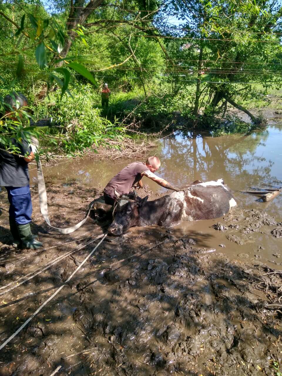 На Золочівщині мало не потонула корова