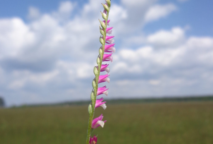 У Бродах зацвіла унікальна квітка – дика орхідея