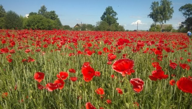 “На Святий вечір треба мати, на кутю”: у Самбірському районі пенсіонерка вирощувала плантацію маку