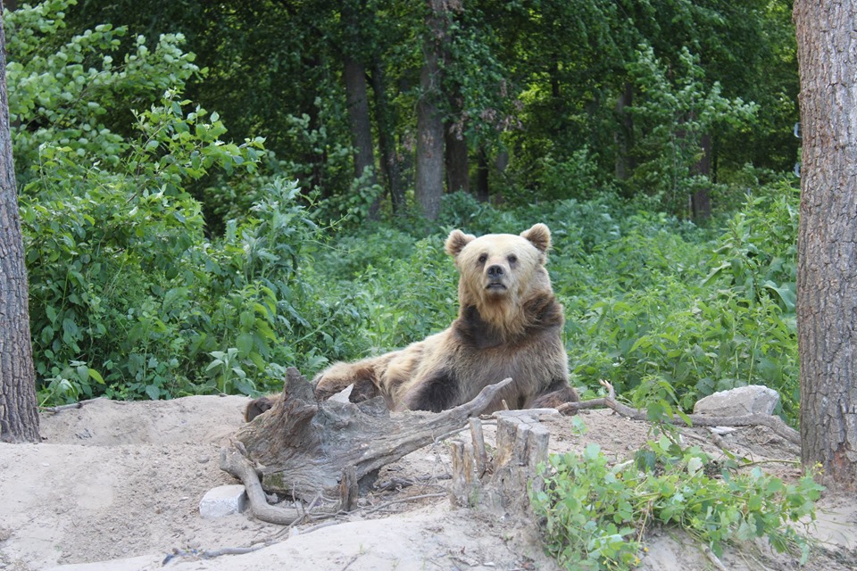 У притулку “Домажир” збираються встановити рекорд: запрошують людей із “ведмежими” прізвищами