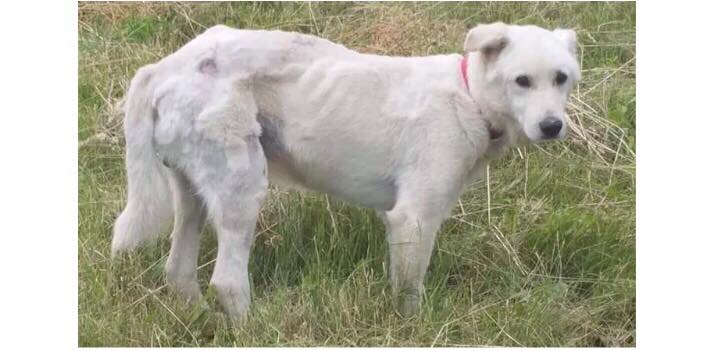 У Пустомитах господарі дадуть 1000 гривень винагороди тому, хто знайде їхнього собаку