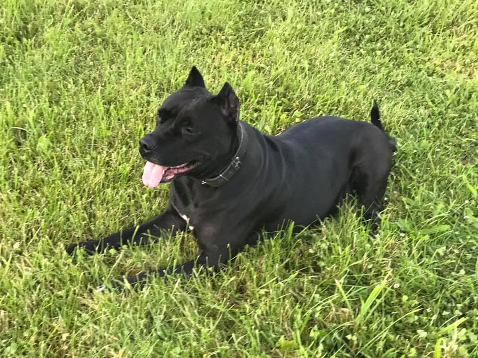 У Дрогобичі невідомі навмисне отруюють собак