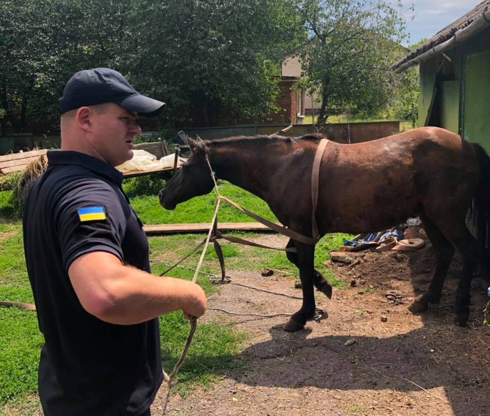 Чотири години рятувальники витягували кобилу на Жовківщині