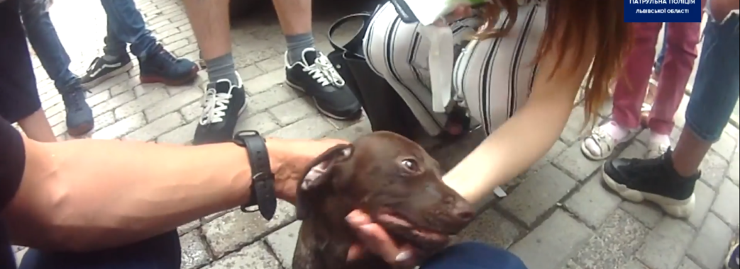 “Помирав від спеки”: львівські патрульні розбили вікно автомобіля, щоб визволити собаку (ВІДЕО)