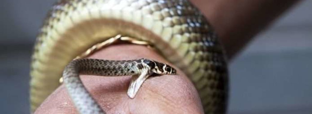 “Спершу не помітили укусу”: на Сколівщині змія вкусила 13-річну дівчинку