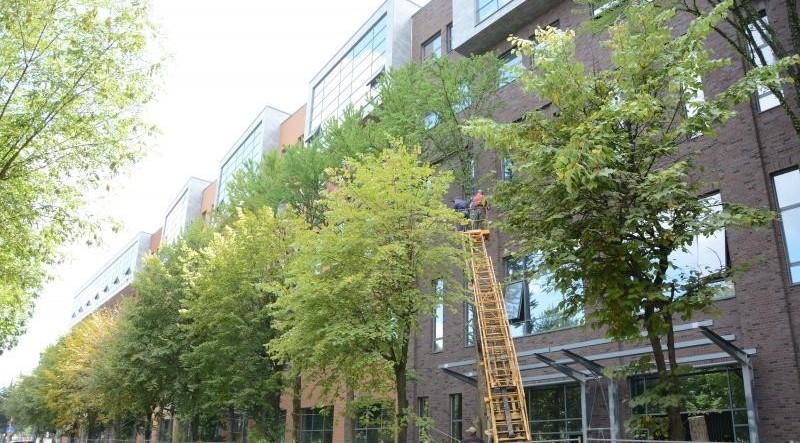 У Львові забудовник зрізає рідкісні дерева
