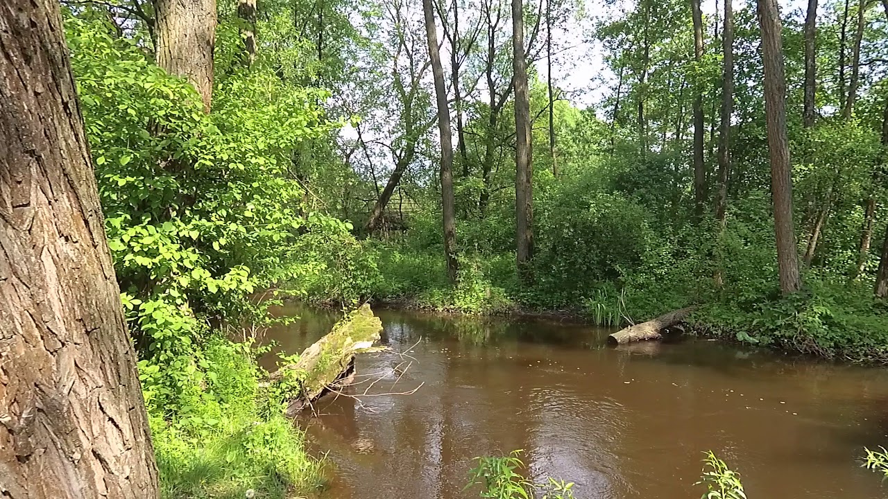 Воду з річки на Сокальщині, де прорвало каналізаційну трубу, не можна використовувати ще місяць