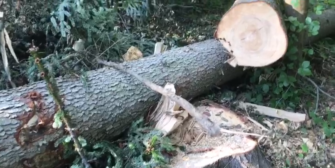 «Рубають далі – багато і нагло»: на Старосамбірщині активісти зафіксували незаконні рубки (Відео)